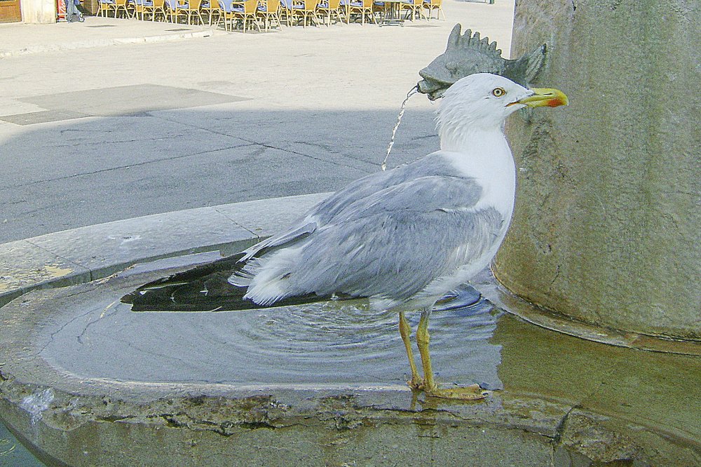 sveta marina